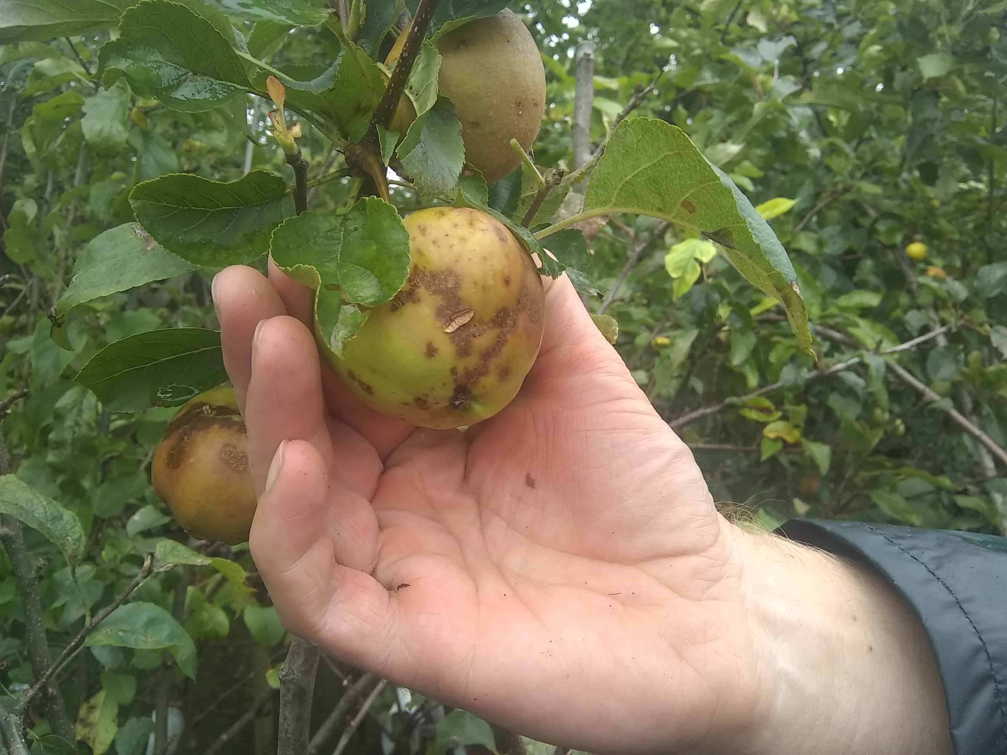 bad apple 1